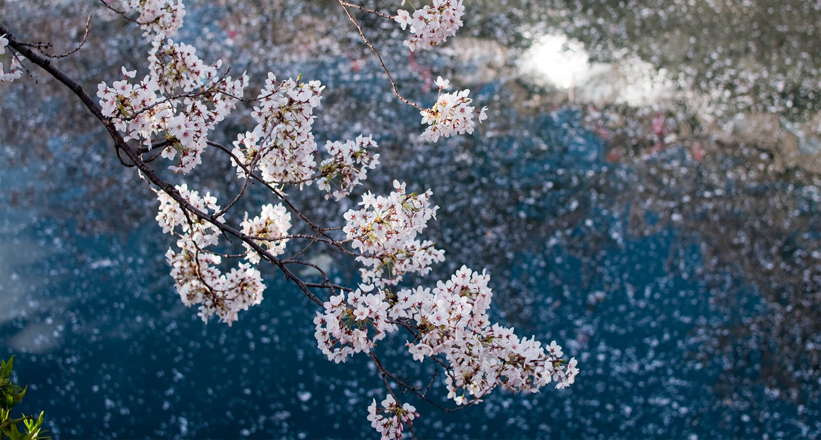 4 Seasons of Tokyo Different Sights for Different Seasons