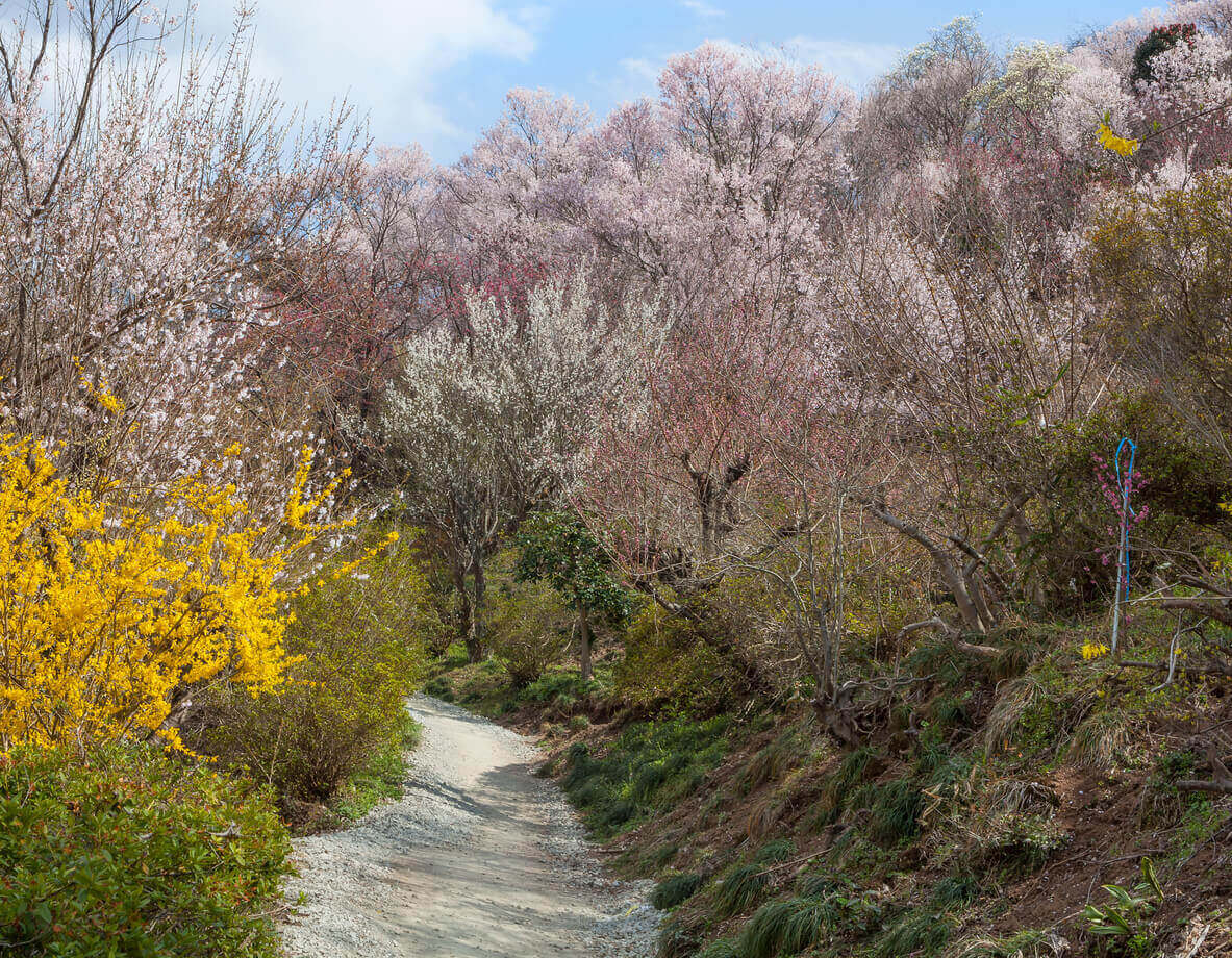 Sakura no Yama Park (さくらの山公園)