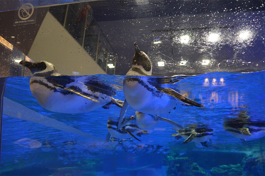 tokyo.com_events_sumida_aquarium_penguins